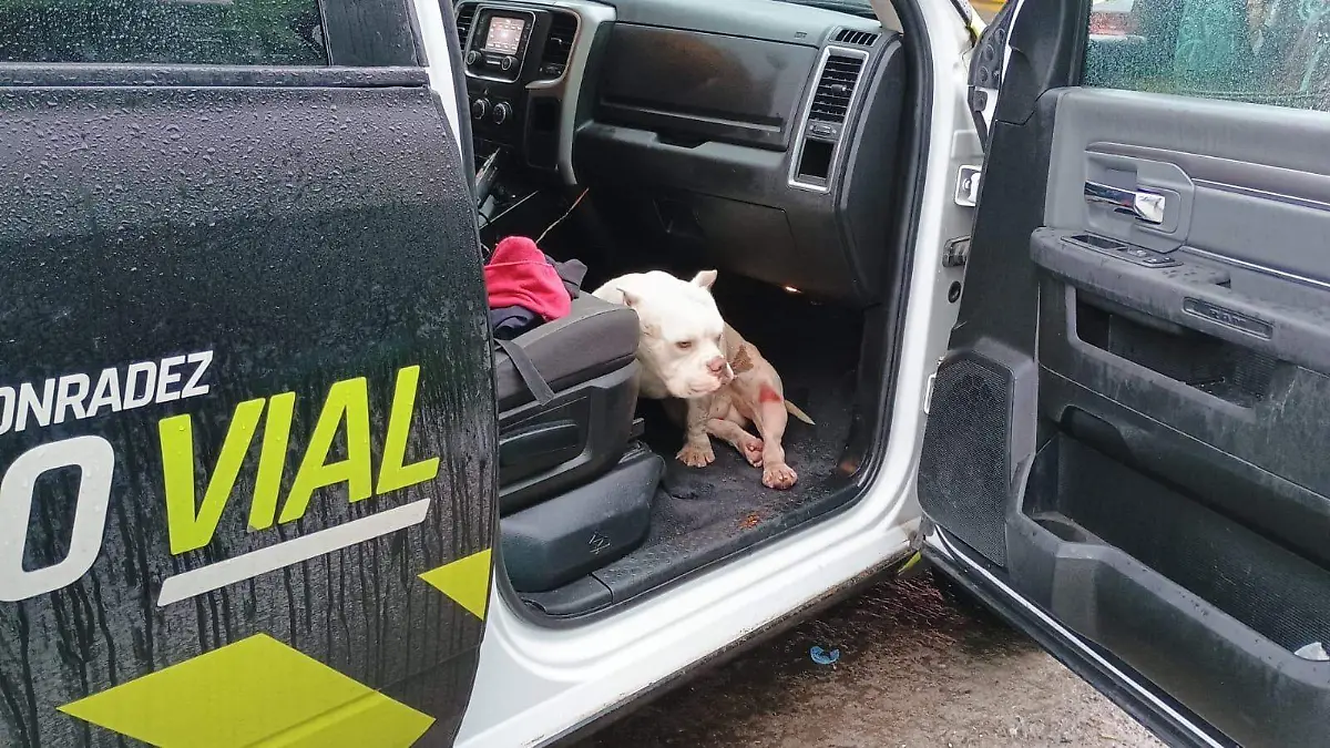 perro rescatado en Av. Salk